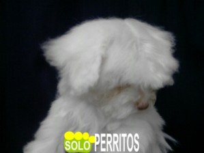 Criadero SoloPerrito Avisos gratis en Mexico lindo en Guadalajara |  Bichon Maltes de Bolsillo no pagues adelantado ni envios, los cachorros mas sanos con garantia escrita de criadero especialista