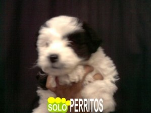 Criadero SoloPerrito Avisos gratis en Mexico lindo en Guadalajara |  Bichon Habanero Micro no pagues adelantado ni envios, los cachorros mas sanos con garantia escrita de criadero especialista