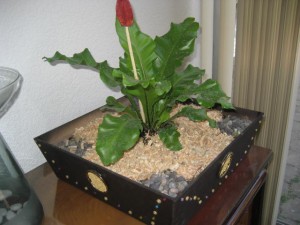  Avisos gratis en Mexico lindo en Huixquilucan |  PLANTAS, ARBOLES, BONSAIS SEMBRADOS DE FORMA ORIGINAL, MACETAS, CANASTAS Y DEMAS ADORNADAS ESPECIALMENTE PARA TI