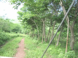 ALMA DOMINGUEZ Avisos gratis en Mexico lindo en Manzanillo |  423 hect&aacute;reas en venta uso de suelo industrial, 423 HECTAREAS..