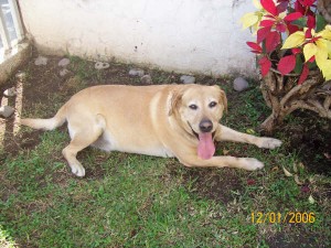  Avisos gratis en Mexico lindo en Guadalajara |  Perros y Gatos en busca de un nuevo hogar, date la oportunidad de ADOPTAR UNO