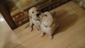 elizabeth Avisos gratis en Mexico lindo en Cuautitl&aacute;n Izcalli |  golden retriever hermosos y baratos, machos 