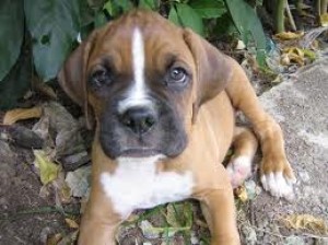 mascotas cumbres Avisos gratis en Mexico lindo en Monterrey |  boxer cachorros aceptamos tarjetas, boxer cachorros aceptamos tarjetas