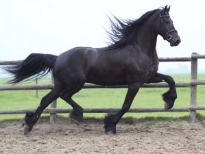 Sanchez Avisos gratis en Mexico lindo en Ecatepec |  Regalo 7 a&ntilde;os viejo caballo castrado de raza frisona, caballo castrado de raza frisona