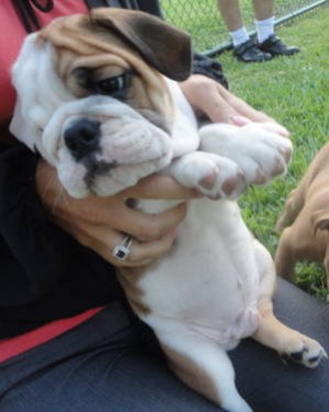 tata Avisos gratis en Mexico lindo en La Paz |  CACHORRA BULLDOG INGLES HIJA DE CAMPEON ., CACHORRA BULLDOG INGLES