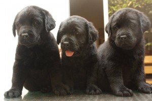 Jorge Amezquita Avisos gratis en Mexico lindo en Huixquilucan |  Los mejores Labradores de M&eacute;xico, Con&oacute;celos