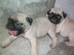Daniel Ramirez Avisos gratis en Mexico lindo en Naucalpan |  VENDO 2 HERMOSOS CACHORROS PUG, VENDO 2 HERMOSOS CACHORROS PUG