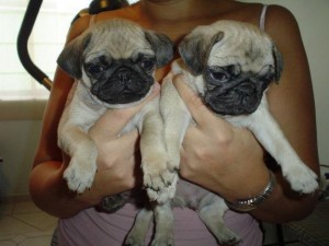 Daniel Ramirez Avisos gratis en Mexico lindo en Naucalpan |  CACHORROS PUG DE DOS MESES DE EDAD, CACHORROS PUG DE DOS MESES DE EDAD