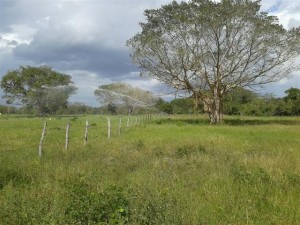 Laura Casas M&egrave Avisos gratis en Mexico lindo en M&eacute;rida |  Yucatan rancho en venta en yucatan a 35 min de tizimin en sucila 30 ha, Servicios inmobiliarios y hospedaje en yucat&agrave;n, laura casas m&egrave;rida
