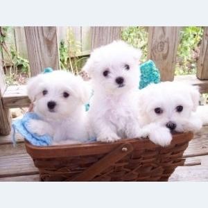 gaspa Avisos gratis en Mexico lindo en Monterrey |  MALTES TACITA, MINIATURA MALTIPOO oferta $2500 pesos, garantizados por escrito