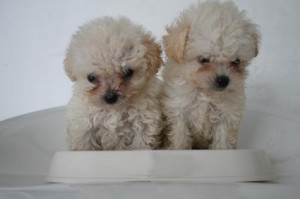 gaspa Avisos gratis en Mexico lindo en Monterrey |  FRENCH pesos POODLE TACITA DE TE MINIATURA oferta $2500, garantizados por escrito