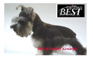 Aphonso /Patricia Avisos gratis en Mexico lindo en Monterrey |  SCHNAUZER EXTRA MINIATURA , Sal y Pimienta y Negro