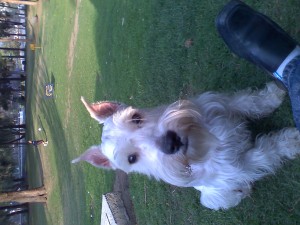  Avisos gratis en Mexico lindo en Iztapalapa |  SCHNAUZER MINIATURA BLANCO  BUSCA NOVIA , SCHNAUZER MINIATURA