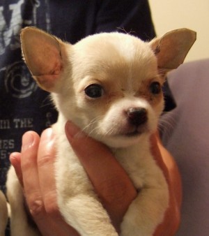  Avisos gratis en Mexico lindo en Metepec |  CHIHUAHUE&Ntilde;OS, PELO CORTO Y PELO LARGO