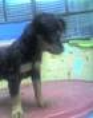  Avisos gratis en Mexico lindo en Gustavo A. Madero |  remato doverman miniatura$600, remato doverman pincher$600