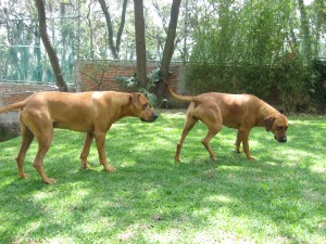  Avisos gratis en Mexico lindo en Atizap&aacute;n de Zaragoza |  vendo cachorros, rodhesian ridgeback