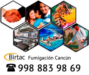 Birtac Avisos gratis en Mexico lindo en Canc&uacute;n |  Fumigaci&oacute;n de plagas en canc&uacute;n - fumigador profesional en quintana roo, Rastreo de plagas, fumigaciones, control de plagas