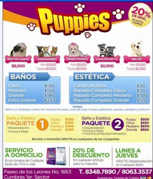 armando cantu Avisos gratis en Mexico lindo en Monterrey |  Estetica  canina monterrey a domicilio puppies cumbres ba&ntilde;os, Puppies cumbres alta peluqueria canina ba&ntilde;os igienicos  medicados i