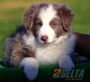 Adriana Quiles Avisos gratis en Mexico lindo en Guadalajara |  Venta de border collie de calidad excelente, Border collie