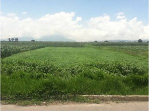 guillermo Avisos gratis en Mexico lindo en Metepec |  Se venden terrenos en metepec estado de mexico , Se vende terreno metepec