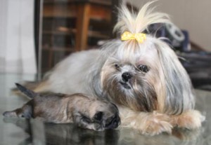  Avisos gratis en Mexico lindo en Monterrey |  SHIH TZU BB HERMOSO MACHITO 1 SEMANA DE NACIDO SEPARALO YA! PAPAS FINOS , PAPAS FINOS CON PEDIGREE