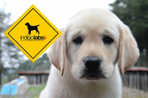 jorge amezquita Avisos gratis en Mexico lindo en Huixquilucan |  Hermosos labradores en m&eacute;xico criadero profesional indigo, Venta de perros labrador, venta de cachorros labrador