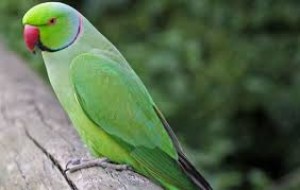 Everardo Avisos gratis en Mexico lindo en Benito Ju&aacute;rez |  M&eacute;dico veterinario de aves silvestres y expoticas, Veterinario de aves