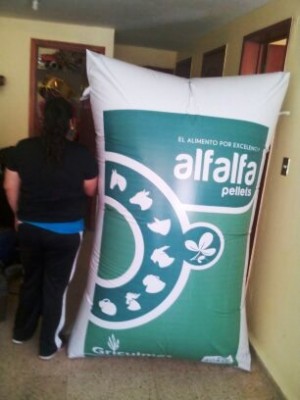 ALPMEXICO Avisos gratis en Mexico lindo en Guadalajara |  Tenemos a la venta inflables pelotas playeras, Inflables pelotas playeras