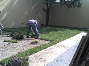 VIVERO DE MORELOS Avisos gratis en Mexico lindo en Cuernavaca |  Venta de pasto en rollo natural (instalaciones), Venta de pasto en rollo y tierra de jardin.