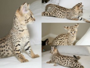 limb Avisos gratis en Mexico lindo en  Sabana gatitos disponibles, Gatitos sabana disponibles