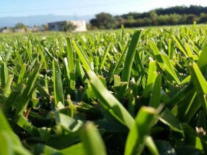 VIVERO DE MORELOS Avisos gratis en Mexico lindo en Cuernavaca |  Venta de pasto en rollo para jardin, deportivo..., Pasto en rollo natural y tierra de jardin