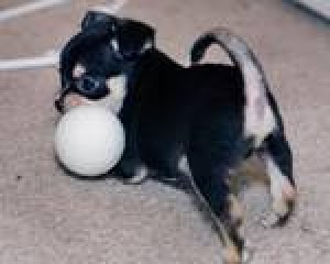  Avisos gratis en Mexico lindo en Santa Maria Zoquitl&aacute;n |  Mujeres de Chihuahua para la venta pyppy, Cachorro necesita un hogar, donde se muestra todo el amor y la atenci&oacute;n.     Por