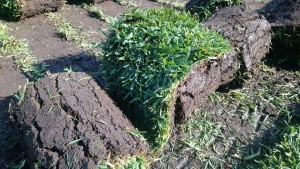 VIVERO DE MORELOS Avisos gratis en Mexico lindo en Cuernavaca |  Venta de pasto en rollo en zacatepec, morelos, Cesped natural