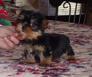 Grace Avisos gratis en Mexico lindo en Ciudad de Mexico |  Yorkie terrier cachorros en adopci&oacute;n, yorkie terrier cachorros en adop, Yorkie terrier cachorros en adopci&oacute;n