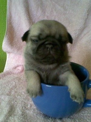  Avisos gratis en Mexico lindo en Hermosillo |  Hermosos PUG, color cervato con mascarita negra, vacunados y desparacitados, Ppas con pedigree Internacional