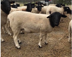 Dave Avisos gratis en Mexico lindo en Colima |  Ovejas multipropósito en venta (carne, vellón y lácteos), Disponibles son las mejores razas de ovejas