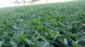 VIVERO DE MORELOS Avisos gratis en Mexico lindo en Cuernavaca |  Venta del mejor pasto en rollo de la region., Tierra para jardin.