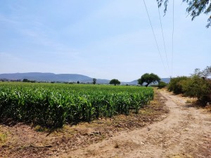 New Alternative Anuncios gratis en Mexico en Tequisquiapan |  Terreno 8.5 has. en venta, zona agrícola tequisquiapan, Terreno en venta en tequisquiapan