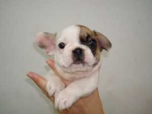 kelly Avisos gratis en Mexico lindo en Mexicaltzingo |  Bulldog frances cachorros , french bulldog