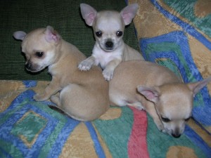 sonia Avisos gratis en Mexico lindo en Ciudad de Mexico |  GRATIS Chihuahua  cachorros, GRATIS Chihuahua  cachorros