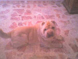 VIKOZ Avisos gratis en Mexico lindo en Gustavo A. Madero |  SE ALQUILA SEMENTAL SHARPEI MINI, SEMENTAL SHARPEI CON DOCUMENTOS QUE ACREDITAN SU PUREZA RACIAL 