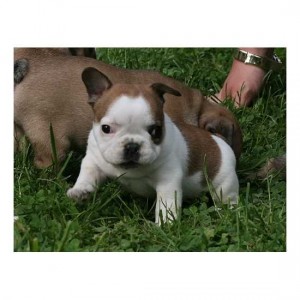  Avisos gratis en Mexico lindo en Mexicaltzingo |  Bulldog Frances Fawn �100, Bulldog Frances Fawn �100