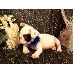 Shearon Avisos gratis en Mexico lindo en Guadalajara |  BULDOG FRANCES (MACHO Y HEMBRA), BULDOG FRANCES