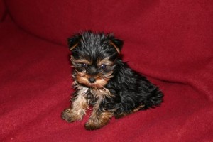  Avisos gratis en Mexico lindo en Gustavo A. Madero |  PELUDISIMOS YORKSHIRE, YORKSHIRE CHIHUAHUA POMERANIA BICHON MALTES FRENCH