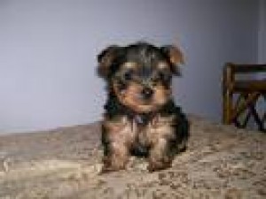  Avisos gratis en Mexico lindo en Tuxtla Guti&eacute;rrez |  PRIMOROSOS YORKSHIRE, YORKSHIRE POMERANIA CHIHUAHUA BICHON FRENCH