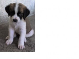 jose luis Avisos gratis en Mexico lindo en Apodaca |  vendo cachorra san bernardo, perra san bernardo