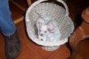  Avisos gratis en Mexico lindo en Monterrey |  Preciosos Cachorritos Chihuahue&ntilde;os!!!! , Los chihuahue&ntilde;os son la raza m&aacute;s peque&ntilde;a del mundo y nuestros ejemplares son muy