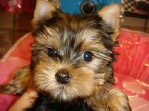 JOSE Avisos gratis en Mexico lindo en Miguel Hidalgo |  Yorkshire Terriers AKC registrados, Yorkshire Terriers