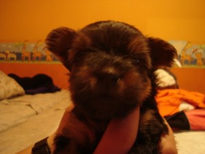 PAOLA Avisos gratis en Mexico lindo en Guadalajara |  REMATO YORKSHIRE TERRIER, HERMOSOS YORKIS