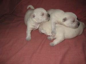 ARTURO Avisos gratis en Mexico lindo en Guanajuato |  VENDO CACHORRITOS WEST HIGHLAND, EXCELENTES